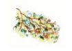 Parthenocissus (Vite americana)